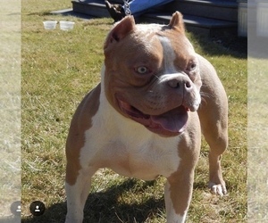 Mother of the American Bully puppies born on 08/22/2020