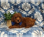 Small #3 Poodle (Miniature)