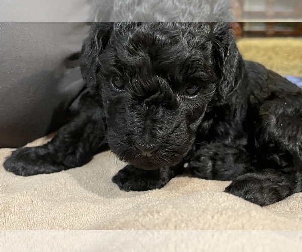Medium Photo #6 Poodle (Toy)-Schnauzer (Miniature) Mix Puppy For Sale in OOLTEWAH, TN, USA