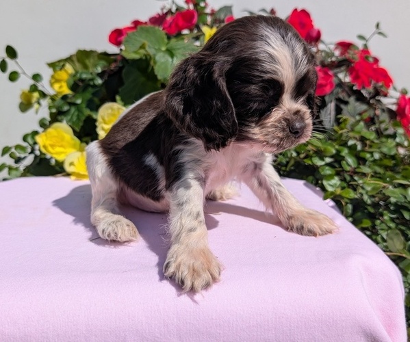 Medium Photo #29 Cocker Spaniel Puppy For Sale in GOSHEN, IN, USA