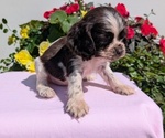 Small Photo #29 Cocker Spaniel Puppy For Sale in GOSHEN, IN, USA