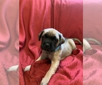 Small Photo #9 Mastiff Puppy For Sale in FARMINGTON, WV, USA