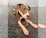 Small #2 Mutt