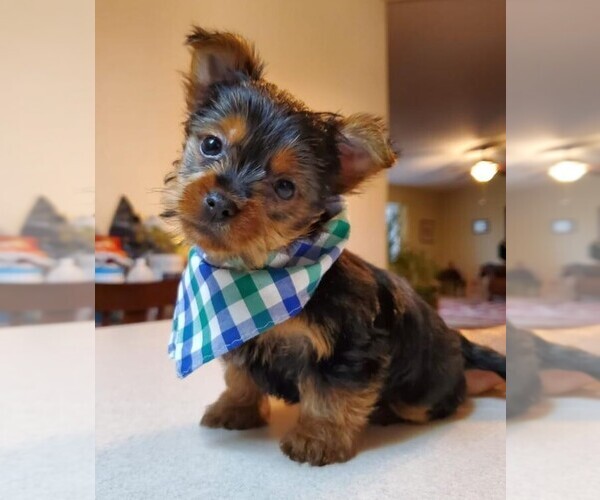 Medium Photo #5 Yorkshire Terrier Puppy For Sale in OAKLAND, CA, USA