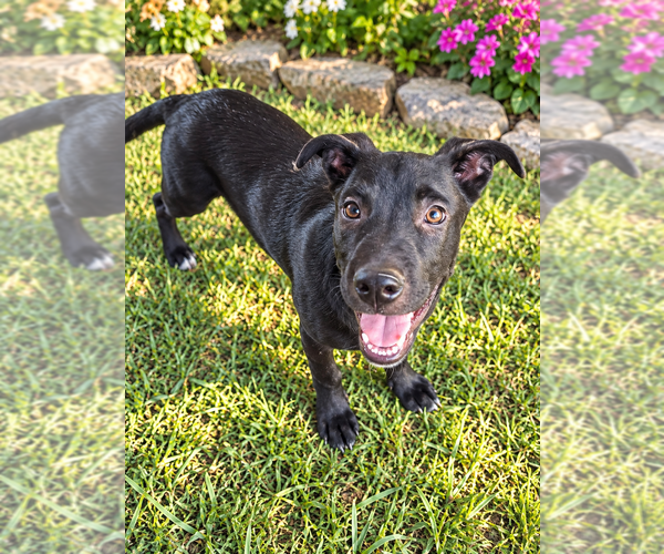 Medium Photo #2 Mutt Puppy For Sale in Mooresville, NC, USA
