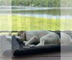 Small #26 Great Pyrenees Mix