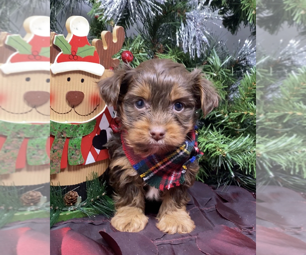 Medium Photo #4 Shorkie Tzu-Yorkshire Terrier Mix Puppy For Sale in SELLERSBURG, IN, USA