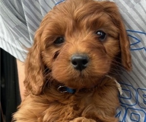 Goldendoodle (Miniature) Puppy for sale in HULL, IA, USA