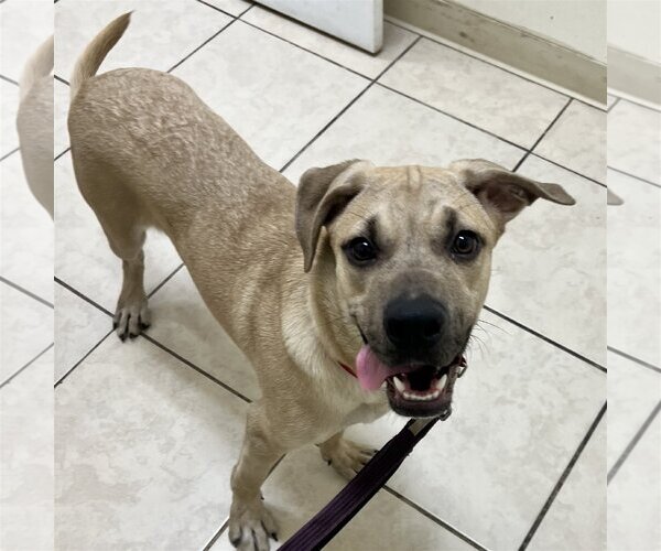 Medium Photo #3 Labrador Retriever-Unknown Mix Puppy For Sale in Royal Palm Beach, FL, USA