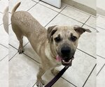 Small #2 Labrador Retriever Mix