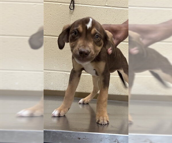 Medium Photo #1 Labrador Retriever-Unknown Mix Puppy For Sale in Texas City, TX, USA