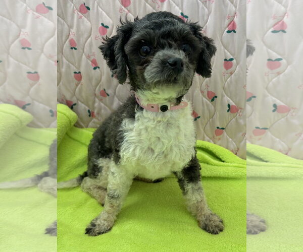 Medium Photo #2 Maltese Puppy For Sale in Pacolet, SC, USA