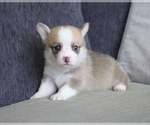 Small Photo #4 Pembroke Welsh Corgi Puppy For Sale in SEATTLE, WA, USA