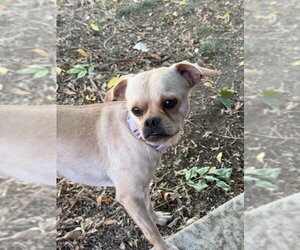 Boo - Male Chug Dog for Adoption - Photo #6
