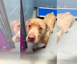 Mutt Dogs for adoption in Rowlett, TX, USA