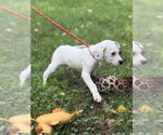 Small #2 Mutt