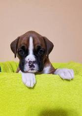 Boxer Puppy for sale in COVINGTON, LA, USA