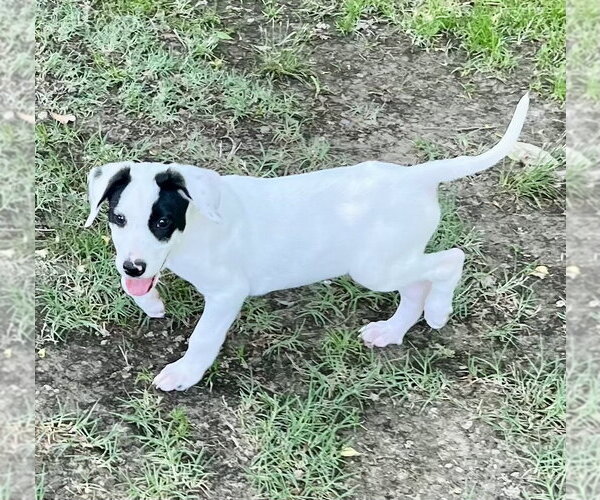 Medium Photo #2 Labrador Retriever-Unknown Mix Puppy For Sale in Rockaway, NJ, USA