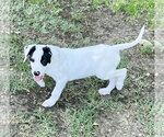 Small #1 Labrador Retriever Mix