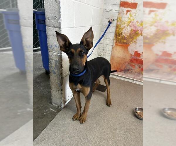 Medium Photo #1 German Shepherd Dog Puppy For Sale in San Bernardino, CA, USA