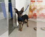 Small German Shepherd Dog