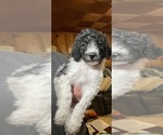 Puppy EbenezerScrooge Poodle (Standard)