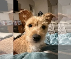 Mutt Dogs for adoption in Palatka, FL, USA