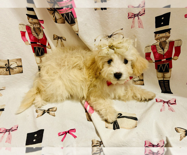 Medium Photo #1 Bernedoodle (Miniature) Puppy For Sale in BLUE SPRINGS, MO, USA