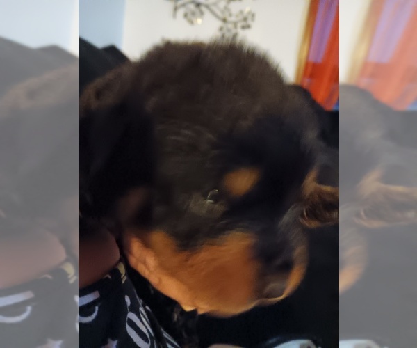 Medium Photo #1 Rottweiler Puppy For Sale in FORT WAYNE, IN, USA