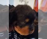 Small Photo #1 Rottweiler Puppy For Sale in FORT WAYNE, IN, USA