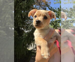 Medium Chihuahua Mix