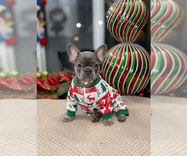 Medium Photo #1 French Bulldog Puppy For Sale in HILTON, NY, USA