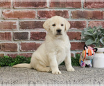 Small #14 Labrador Retriever