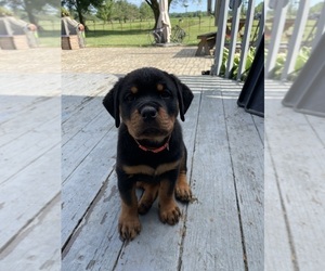 Rottweiler Puppy for sale in OBERLIN, OH, USA