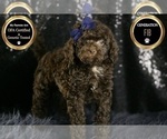 Puppy Brownie F1B Goldendoodle (Miniature)