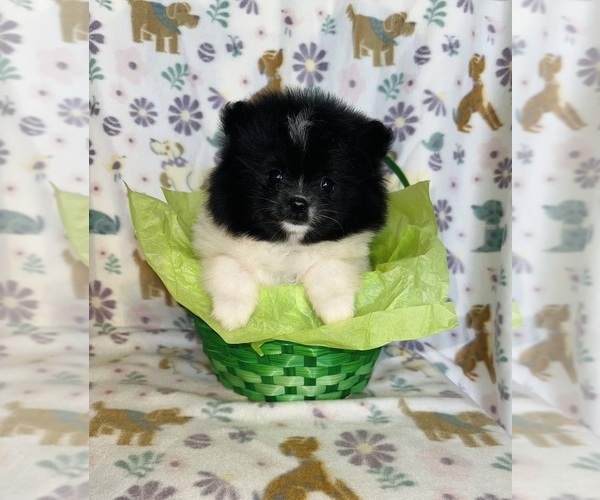 Medium Photo #9 Pomeranian Puppy For Sale in BAKERSFIELD, CA, USA