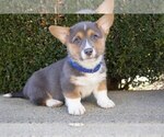 Puppy 3 Pembroke Welsh Corgi