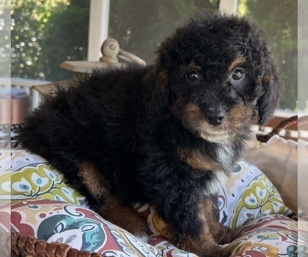 Medium Photo #9 Bernedoodle (Miniature) Puppy For Sale in NOBLESVILLE, IN, USA