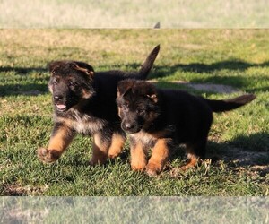 German Shepherd Dog Puppy for sale in CITY INDUSTRY, CA, USA