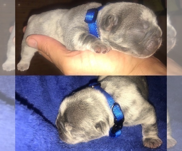 Medium Photo #5 French Bulldog Puppy For Sale in PLACERVILLE, CA, USA