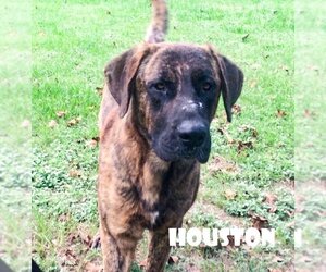 Houston (coming soon) - Male Mastiff Dog for Adoption - Photo #2