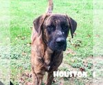 Small #1 Mastiff