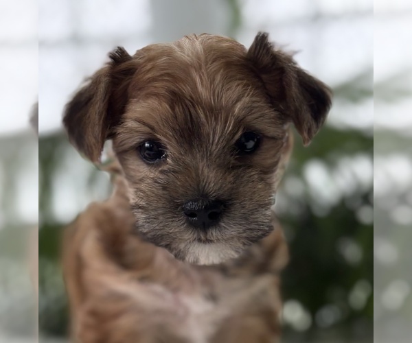 Medium Photo #7 Morkie Puppy For Sale in ROCK STREAM, NY, USA