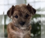 Small #6 Morkie