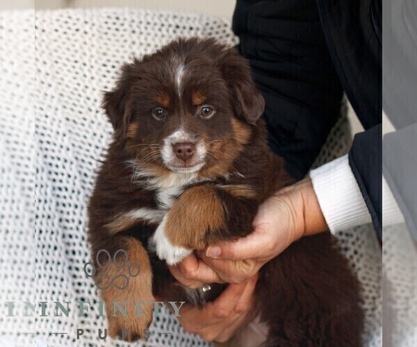 Medium Photo #3 Miniature Australian Shepherd Puppy For Sale in NEW HOLLAND, PA, USA