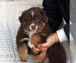 Small #2 Miniature Australian Shepherd