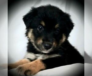 Australian Shepherd Puppy for sale in LINDEN, TN, USA