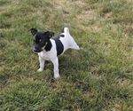 Small #2 Rat Terrier