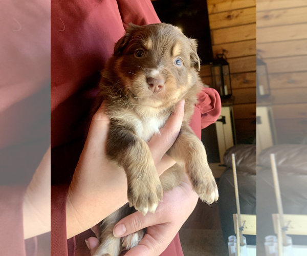 Medium Photo #7 Australian Shepherd Puppy For Sale in CHARLESTON, SC, USA