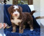 Small #3 Bernedoodle (Miniature)